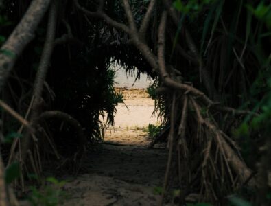 Natural tunnel formed by tropical trees leading to a sandy beach at Ocean Villa Tokunoshima.
